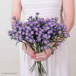 Lavender Meadow Aster Flower
