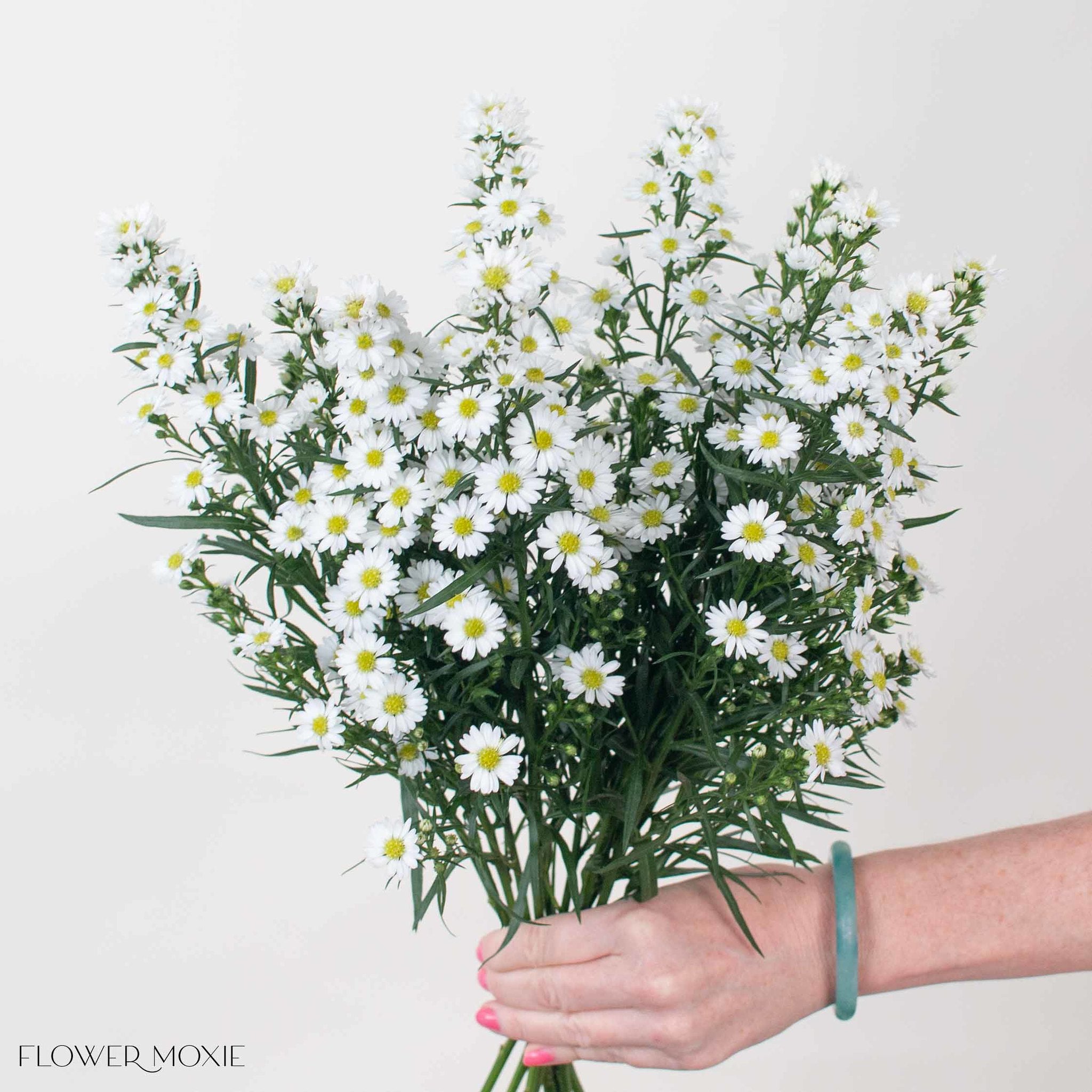 White Meadow Aster Flower
