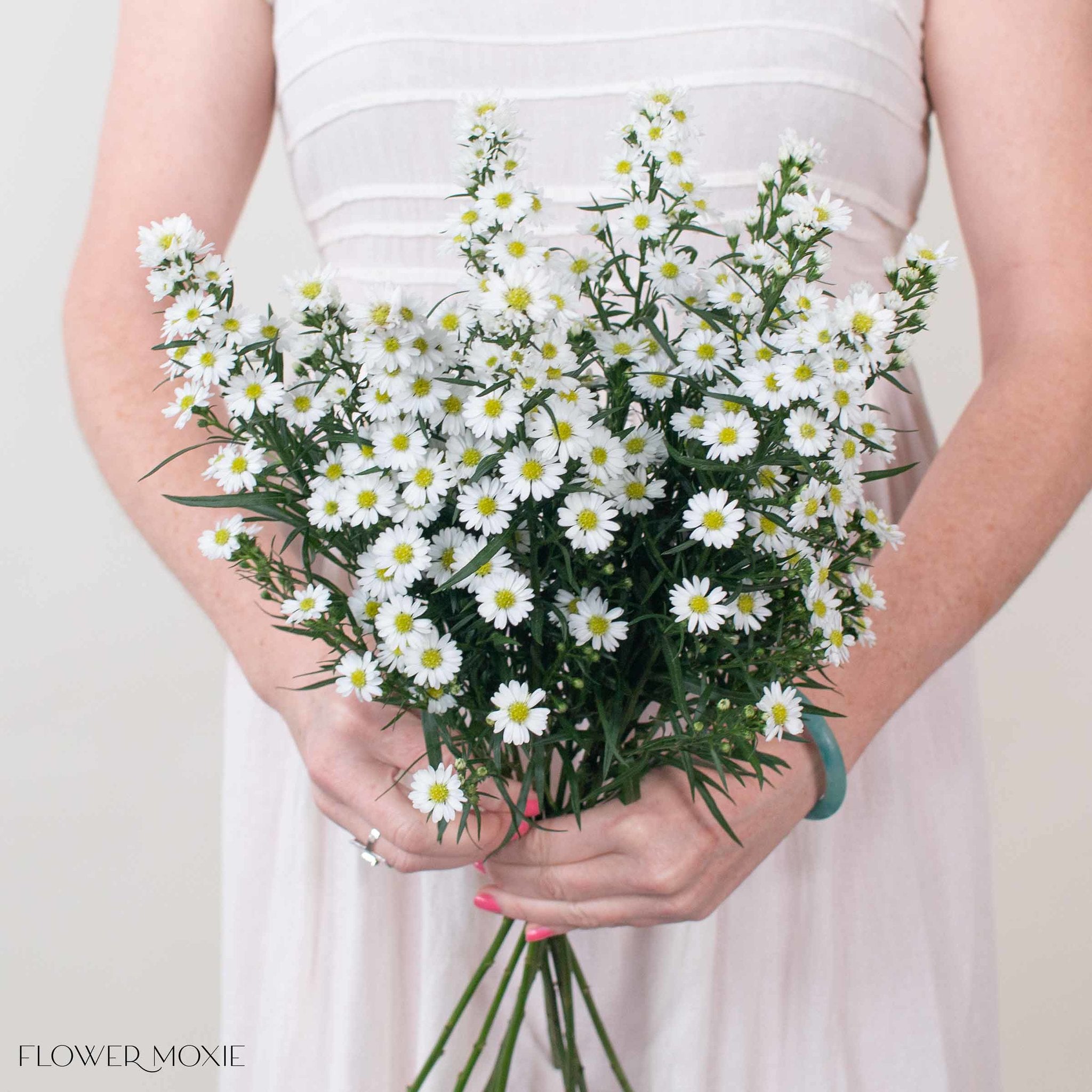 White Meadow Aster Flower
