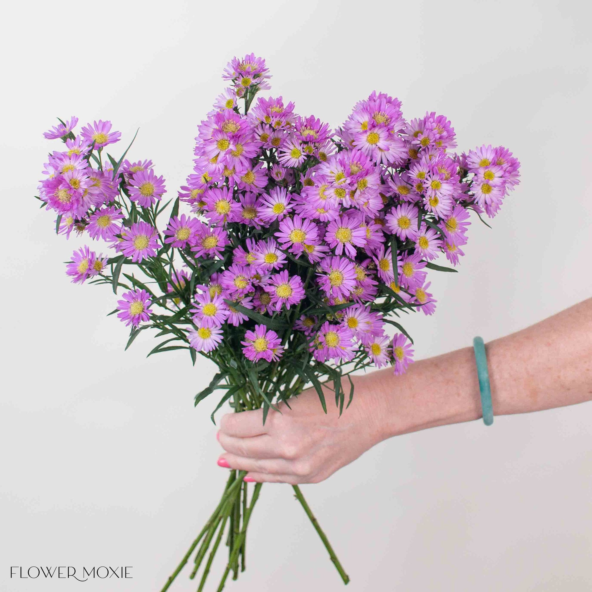 Pink Meadow Aster Flower
