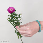 Magenta Ruffled Aster Flower
