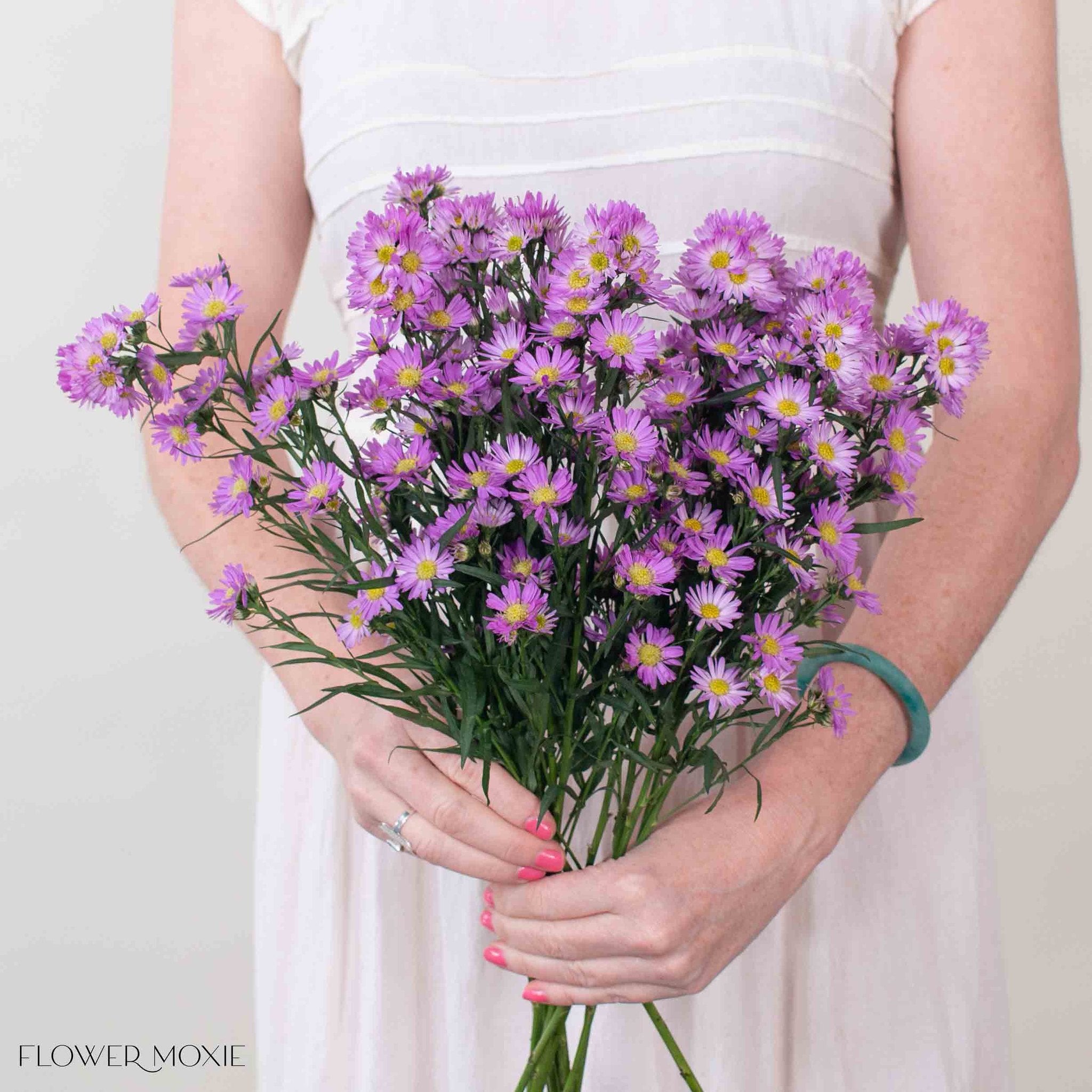 Pink Meadow Aster Flower
