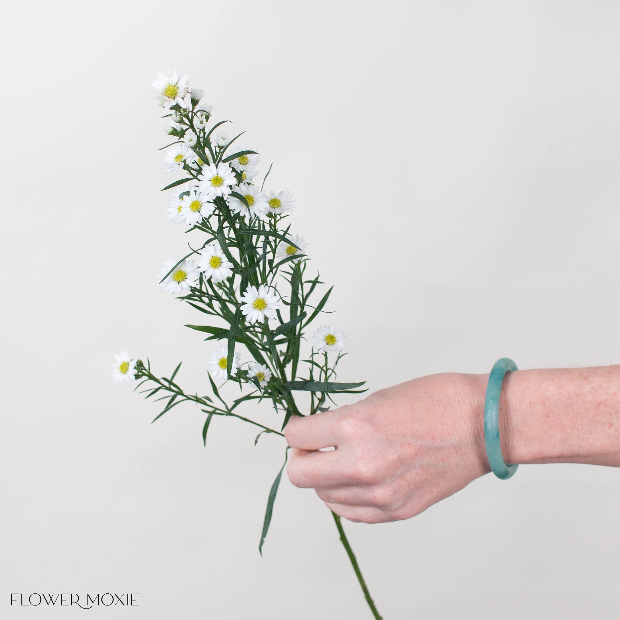 White Meadow Aster Flower
