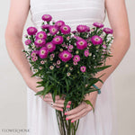 Magenta Ruffled Aster Flower
