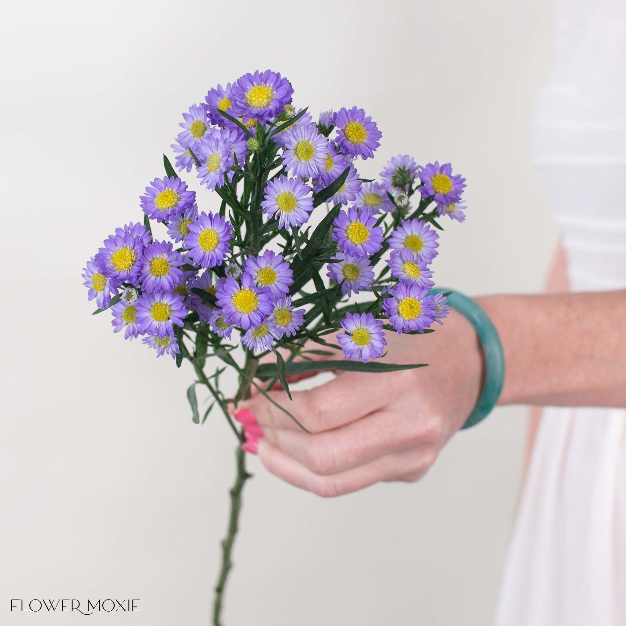Lavender Meadow Aster Flower
