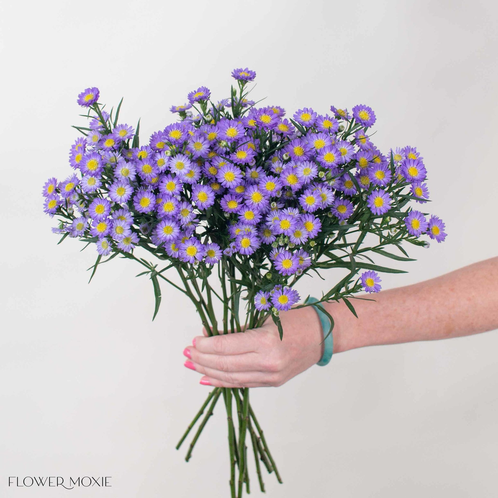 anthurium and aster Lavender Meadow Aster Flower | Fresh DIY Wedding Flowers | Flower Moxie 80 Stems