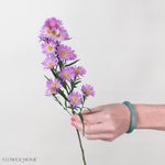 Pink Meadow Aster Flower
