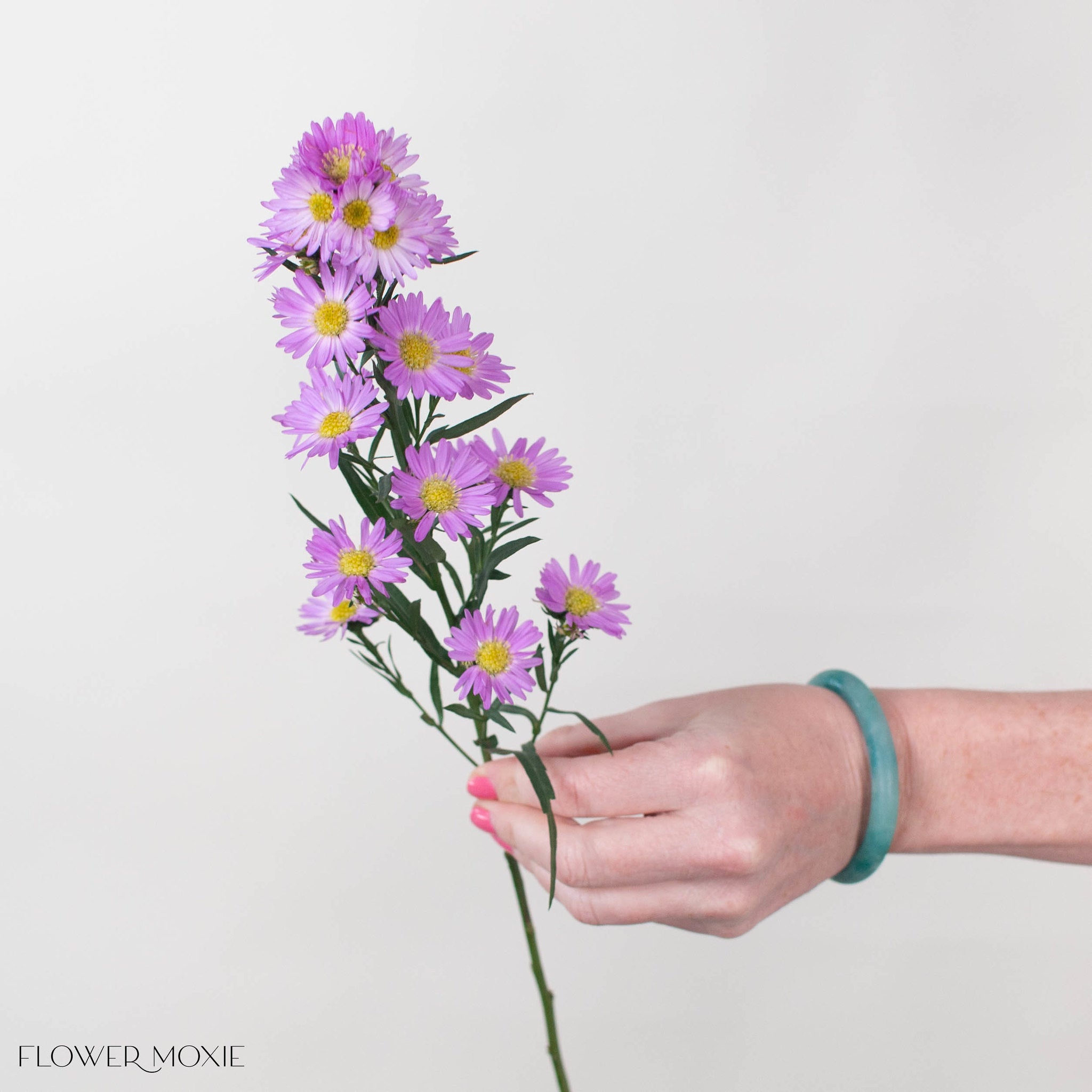 Pink Meadow Aster Flower
