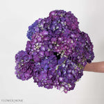 Purple Hydrangea Flower
