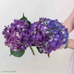 Purple Hydrangea Flower
