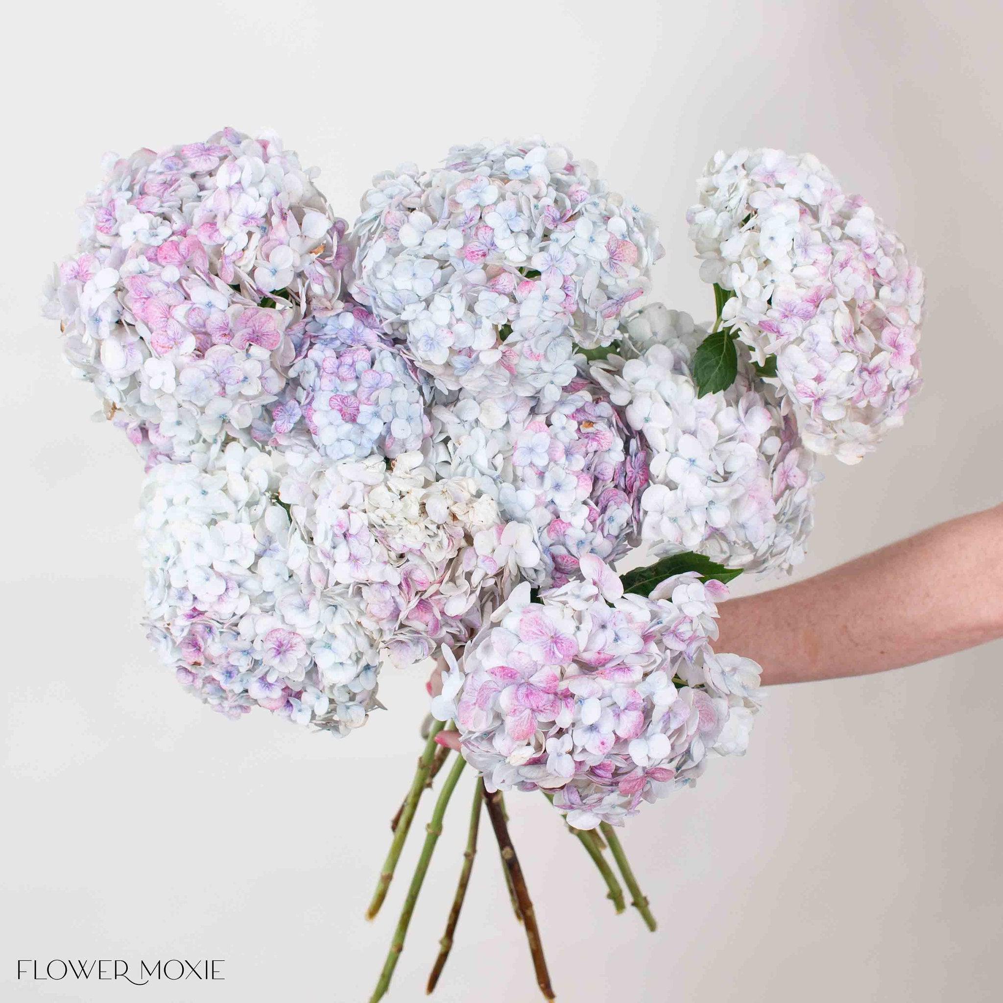 Pink Lilac Antique Jumbo Hydrangea Flower