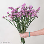 Deep Pink Statice Flower
