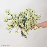Pale Yellow Statice Flower
