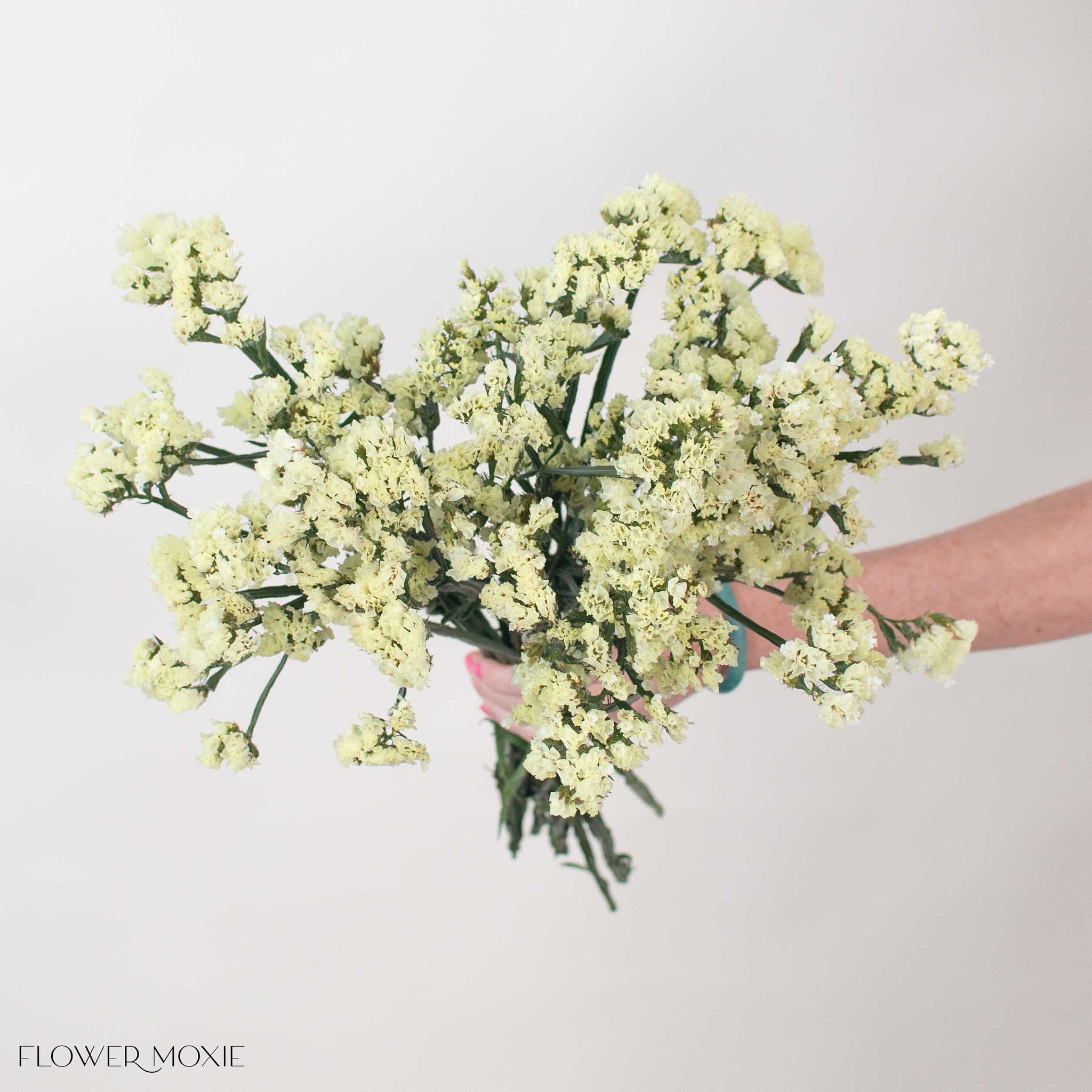 Pale Yellow Statice Flower
