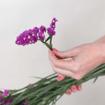 Deep Pink Statice Flower
