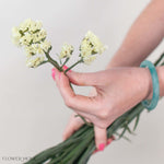 Pale Yellow Statice Flower
