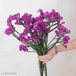 Deep Pink Statice Flower
