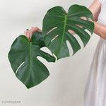 Monstera Leaves Greenery

