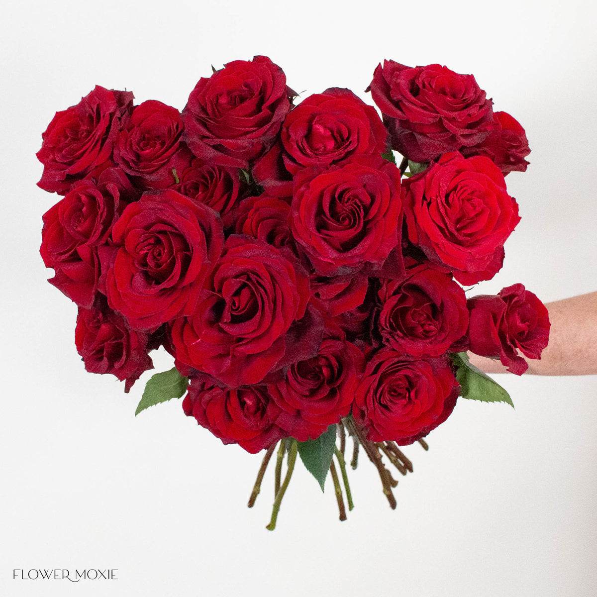 Dark Red Black Pearl Rose
