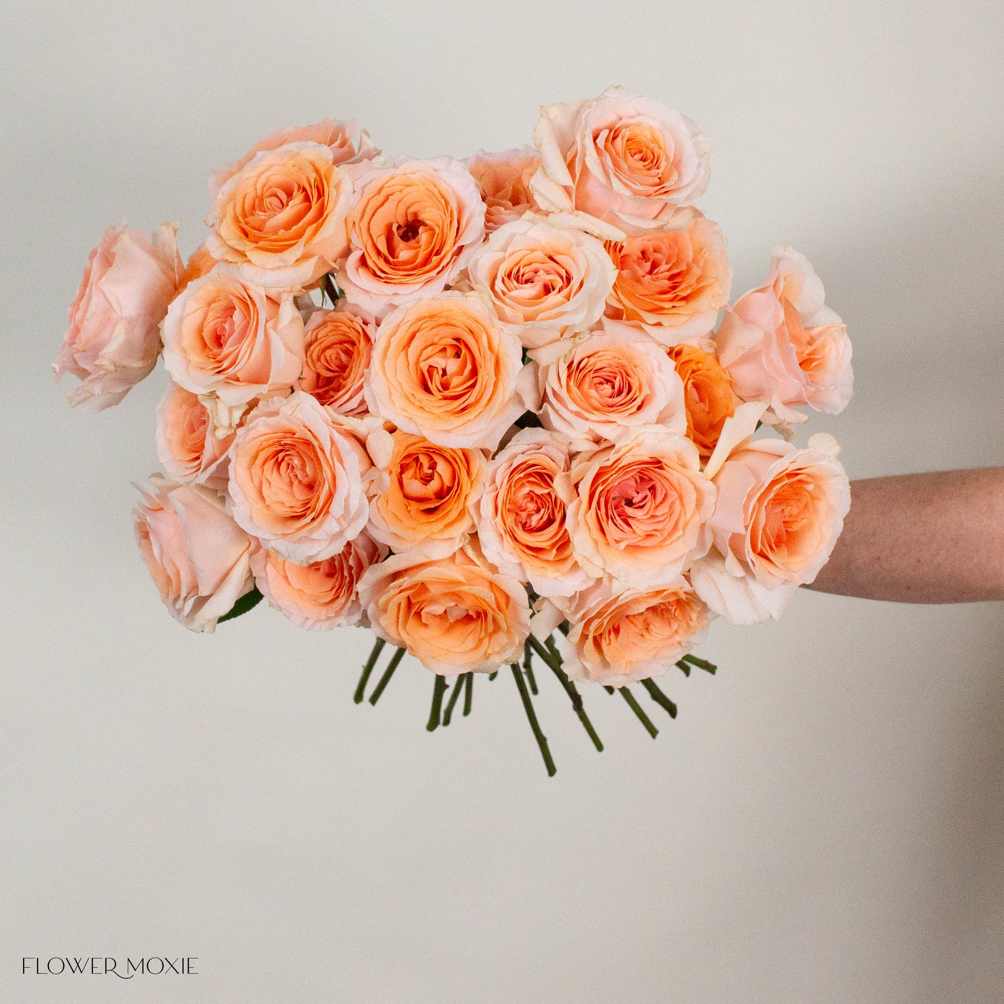 Peach Felicity Rose
