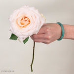 Blush Fancy Dreams Rose