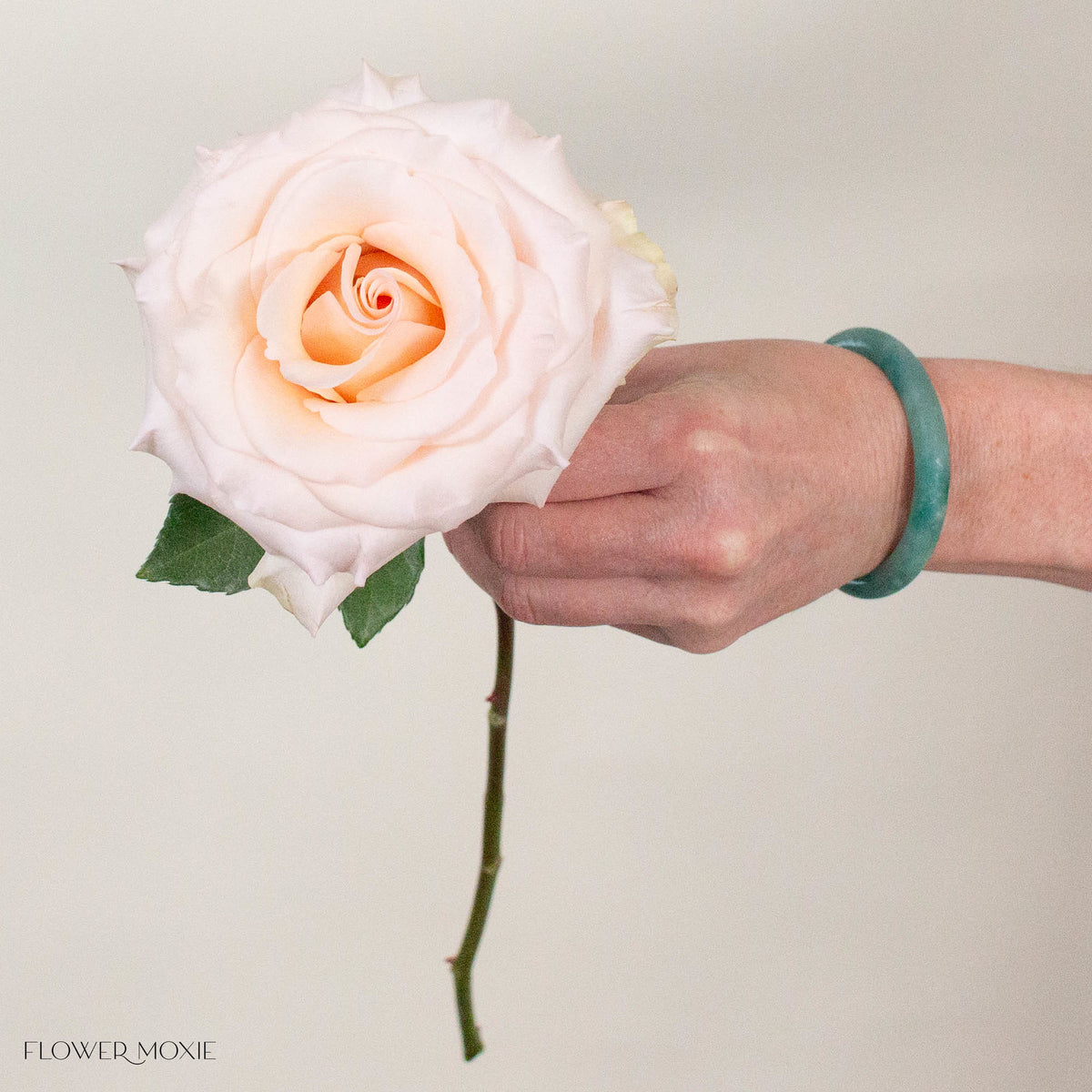 Blush Fancy Dreams Rose