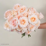 Blush Fancy Dreams Rose, 25 stems