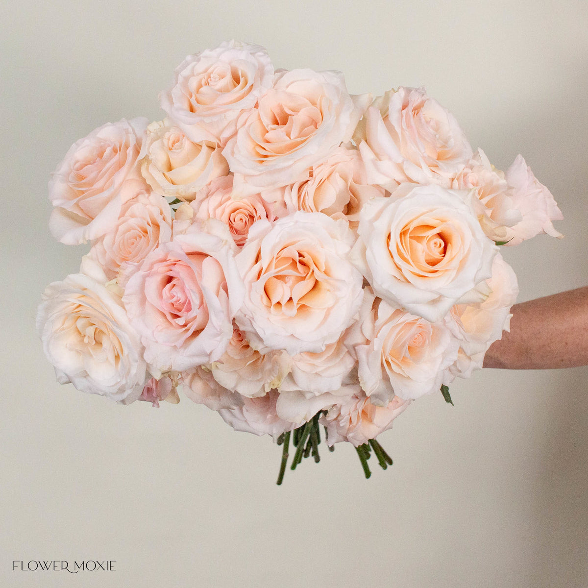 Blush Fancy Dreams Rose, 25 stems