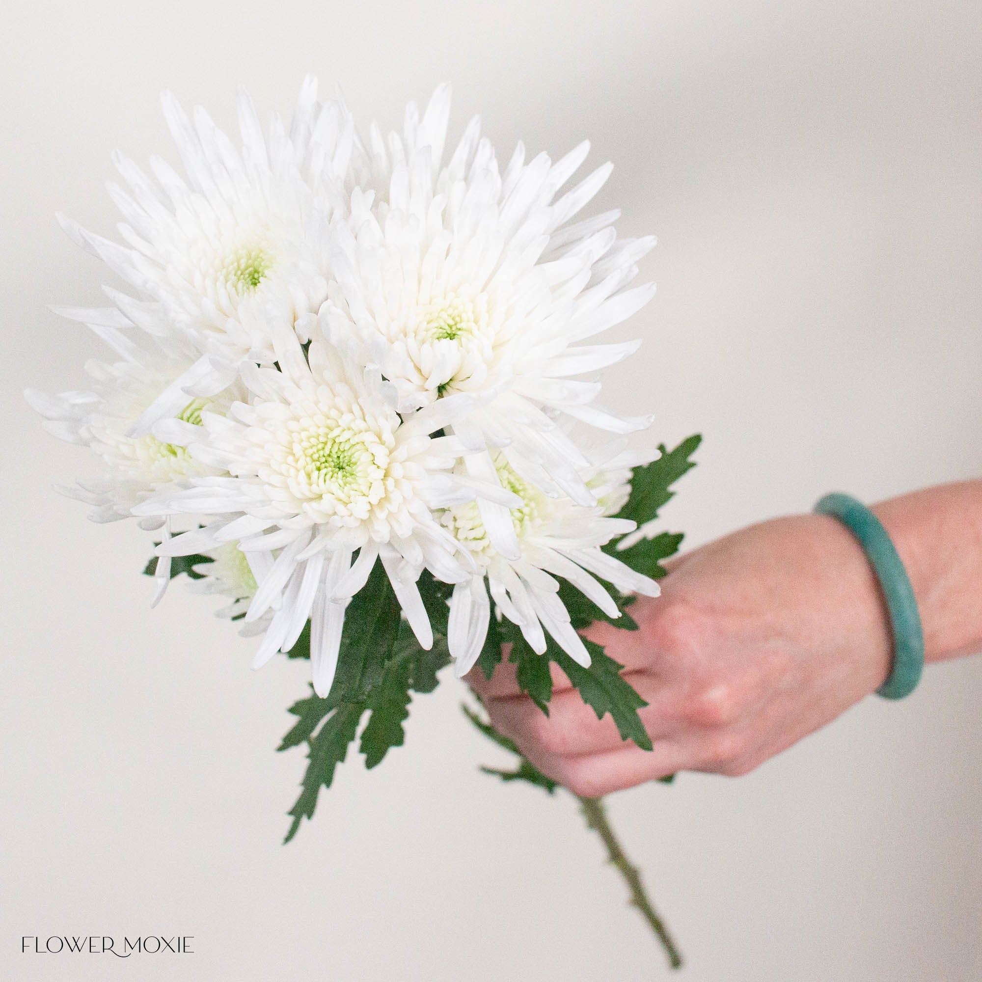 White Cushion Pom Flower
