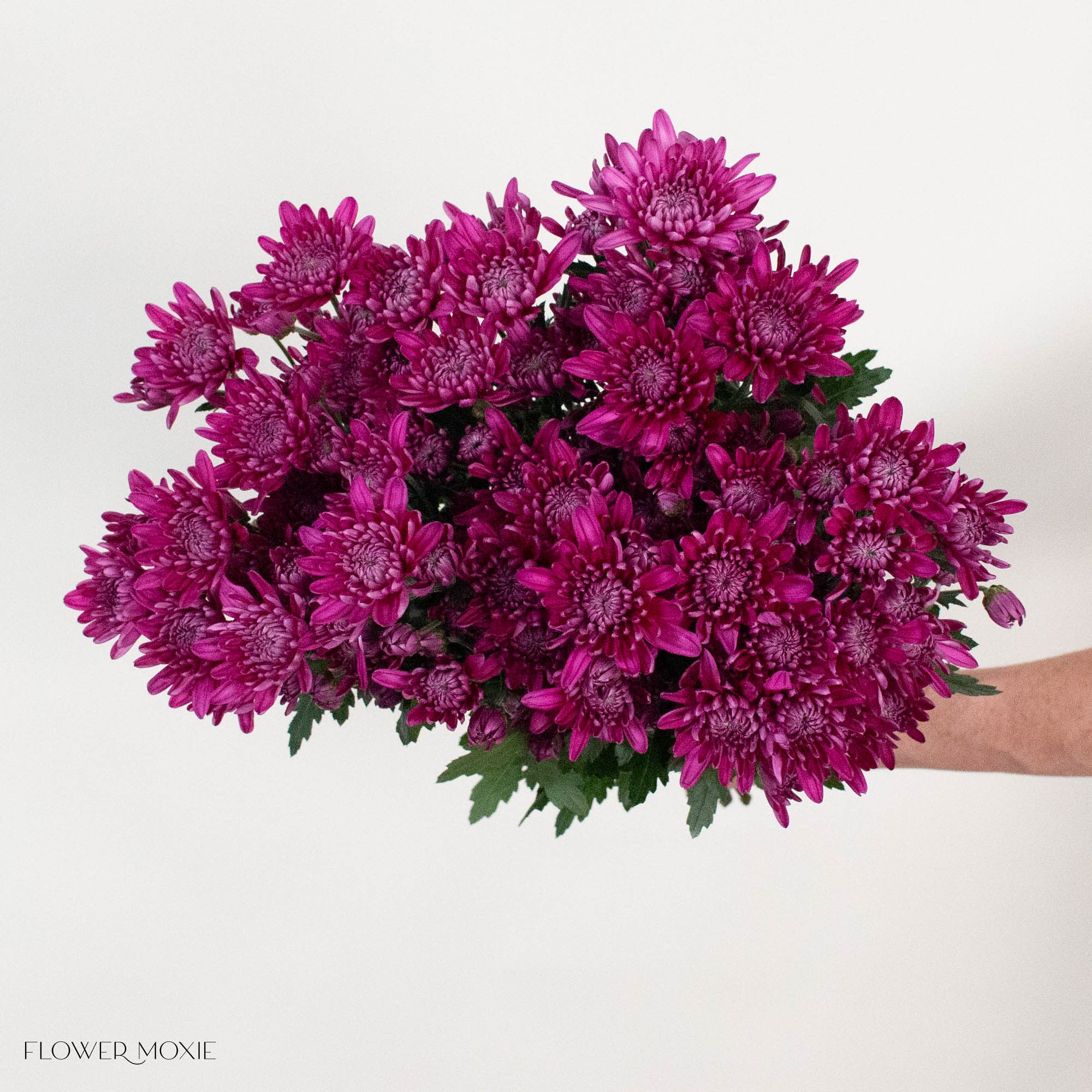 Purple Cushion Pom Flower