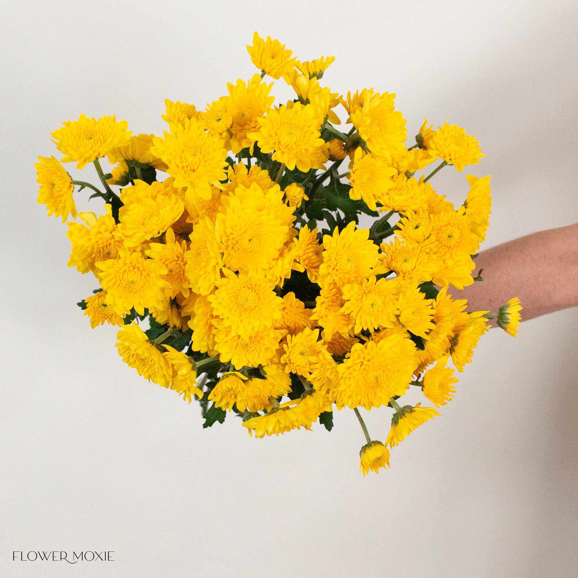 Yellow Cushion Pom Flower
