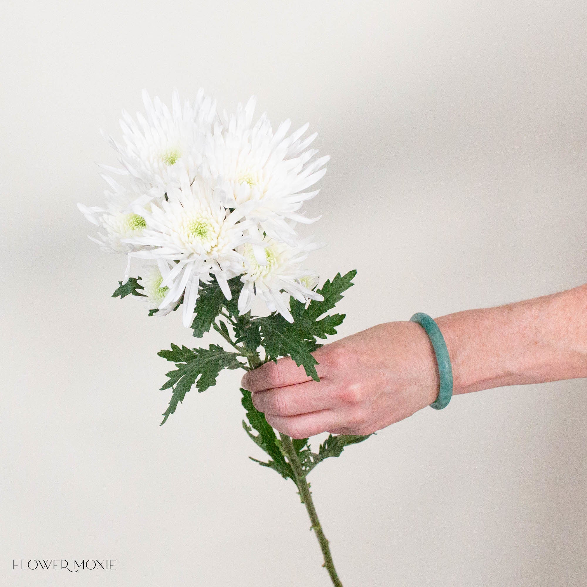 White Cushion Pom Flower