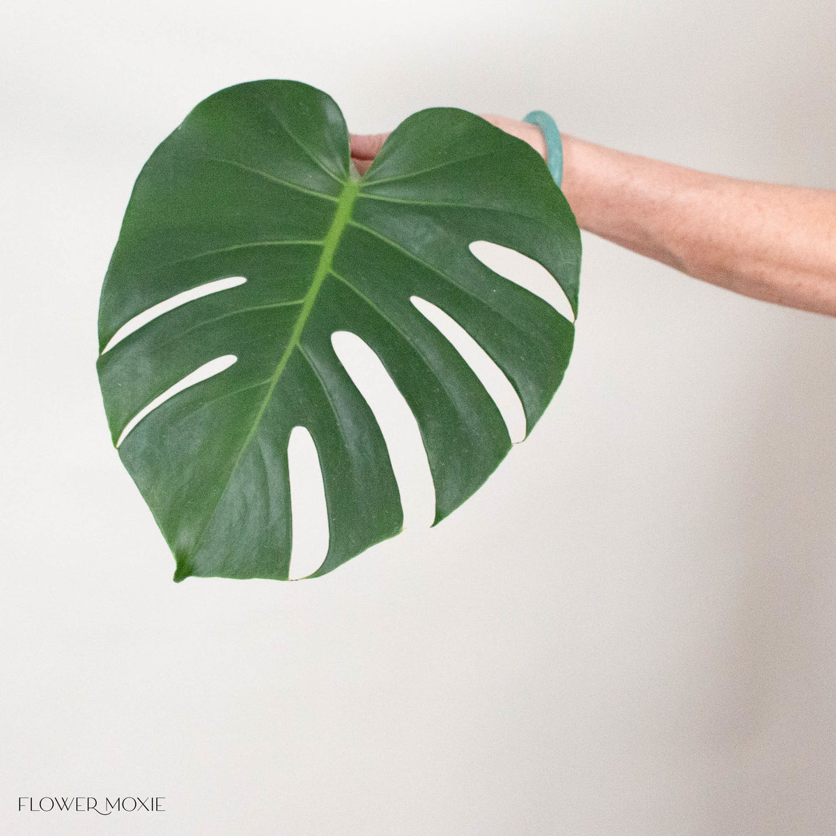 Monstera Leaves Greenery
