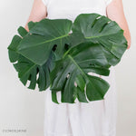 Monstera Leaves Greenery

