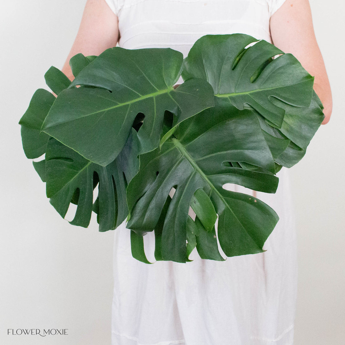 Monstera Leaves Greenery
