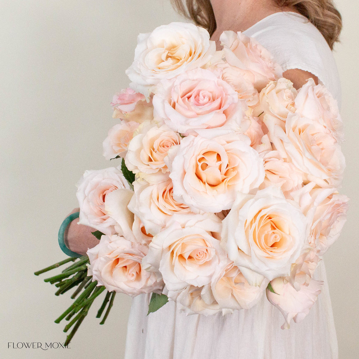 Blush Fancy Dreams Rose, 50 stems