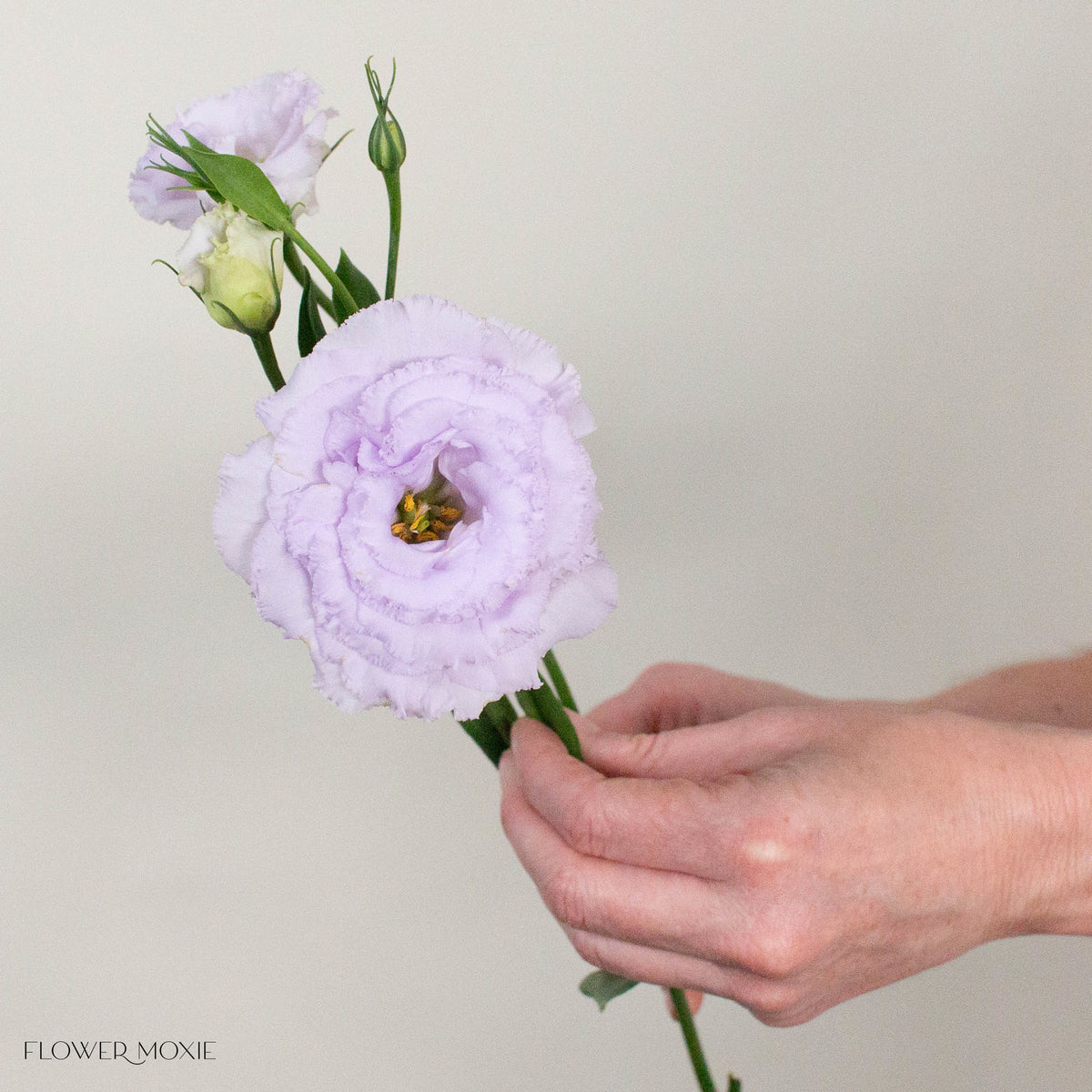 Lavender Lisianthus Flower
