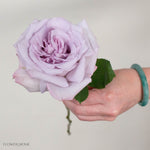 Lavender Arya Rose
