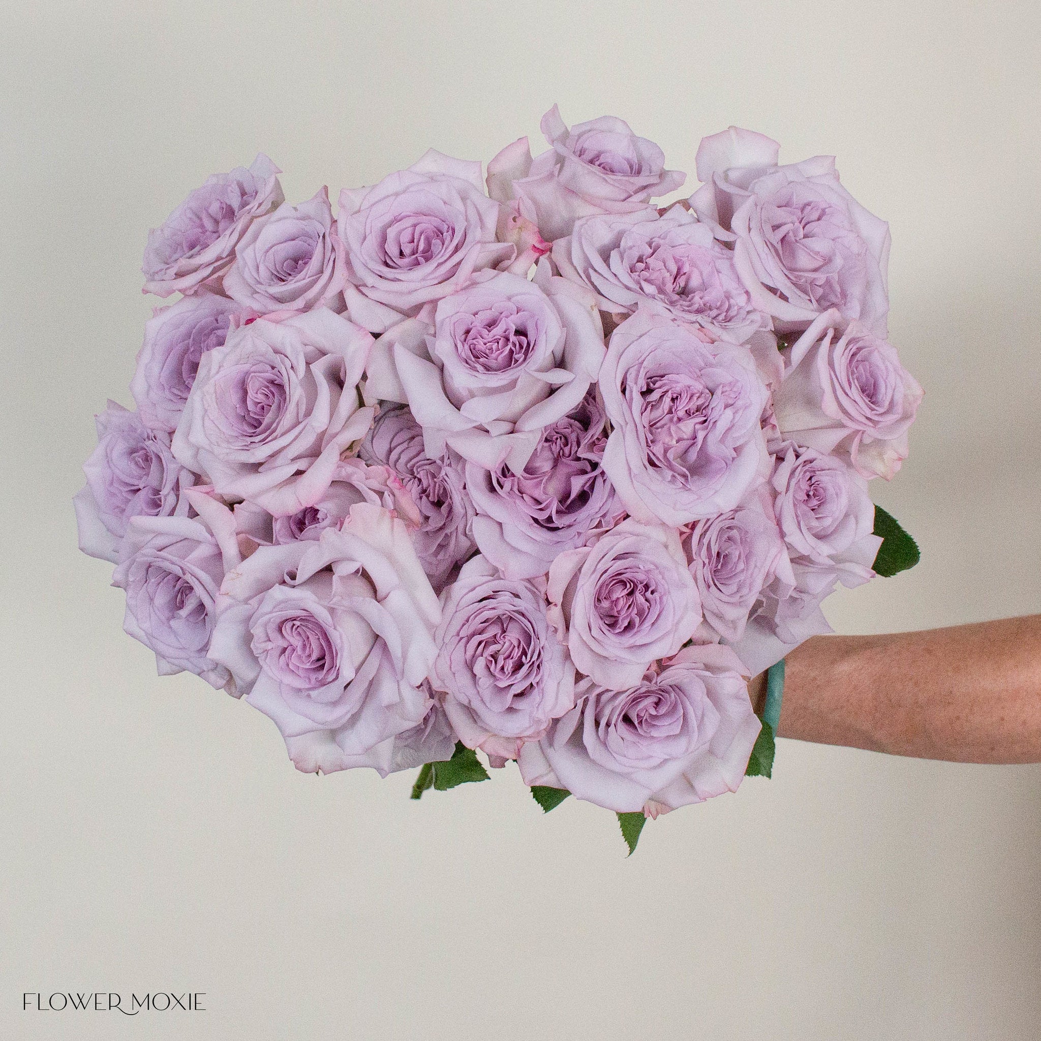 Lavender Arya Rose
