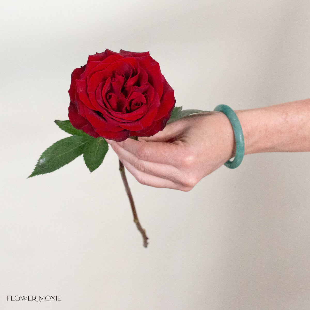 Dark Red Black Pearl Rose
