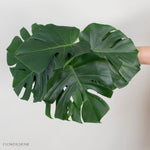 Monstera Leaves Greenery
