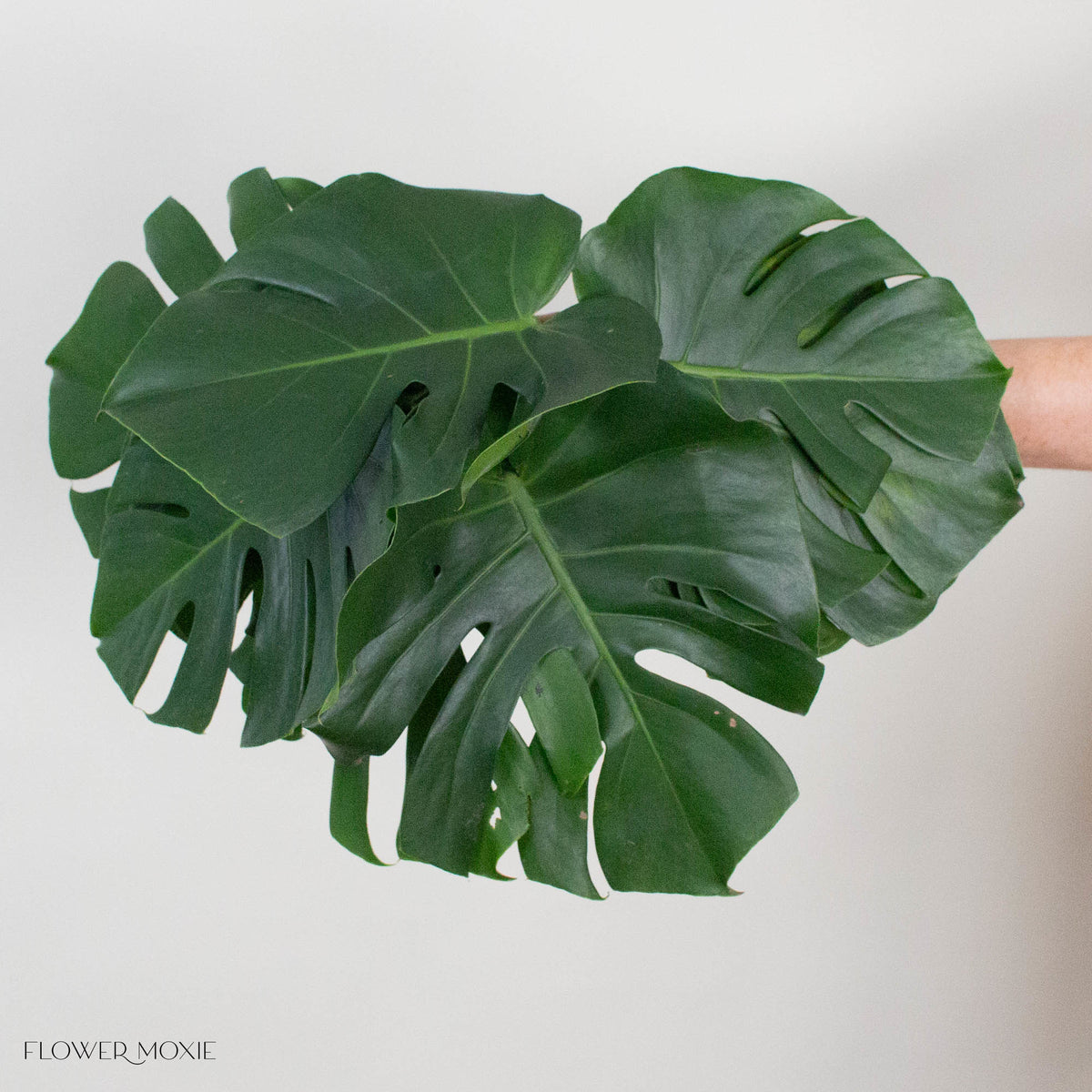 Monstera Leaves Greenery
