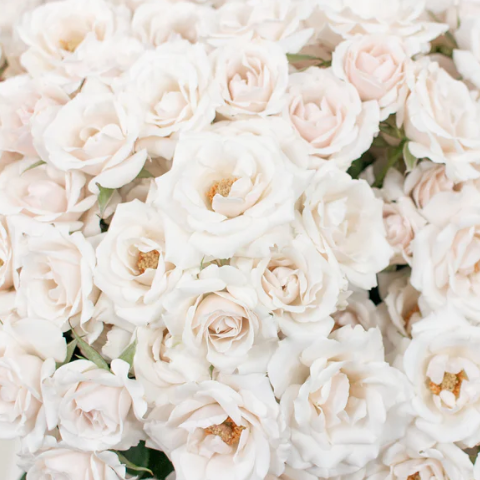 Creamy Blush Majolika Spray Rose Flower
