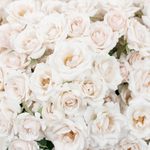 Creamy Blush Majolika Spray Rose Flower