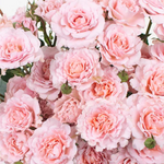 Peachy Pink Spray Rose Flower