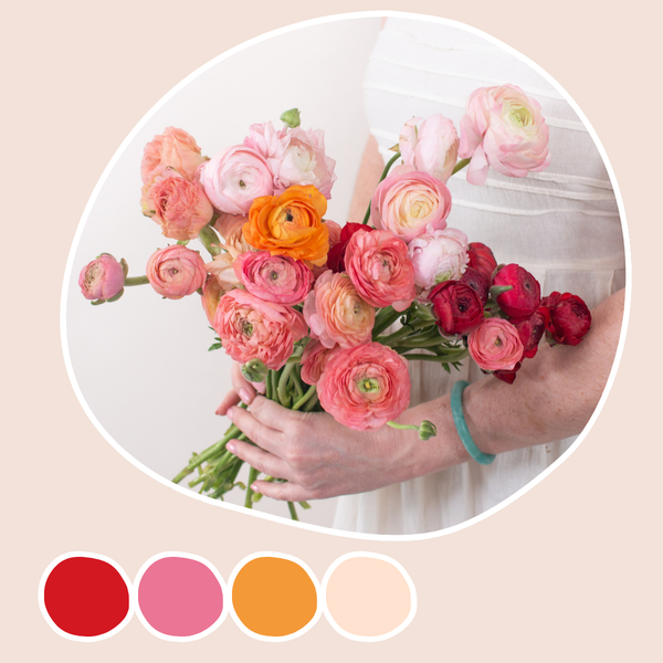 Spring Ranunculus Mixed Box | Flower Moxie Bulk Flowers