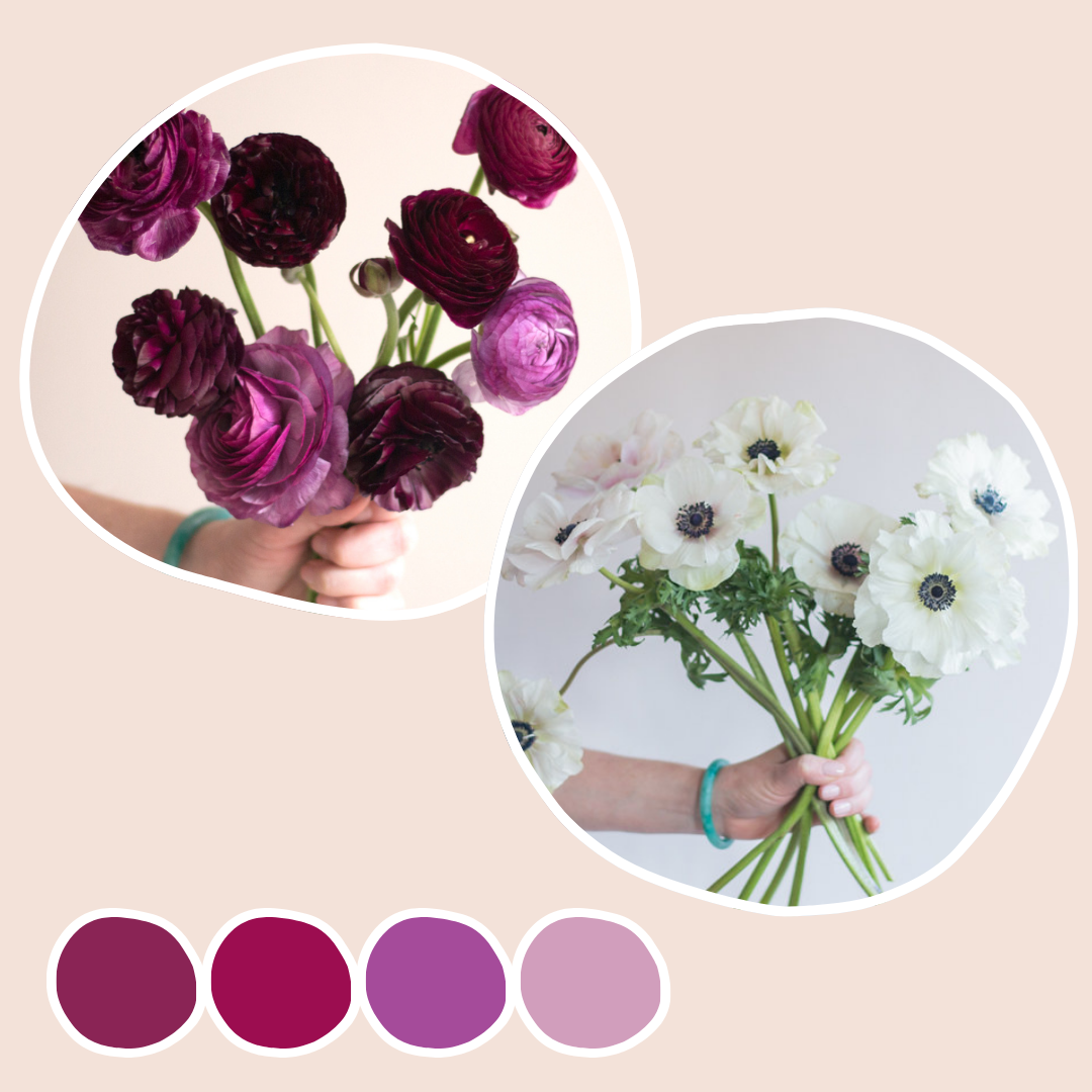 Deep Violet Ranunculus White Anemone and Deep Violet Ranunculus Mixed Box | Flower Moxie Bulk ...