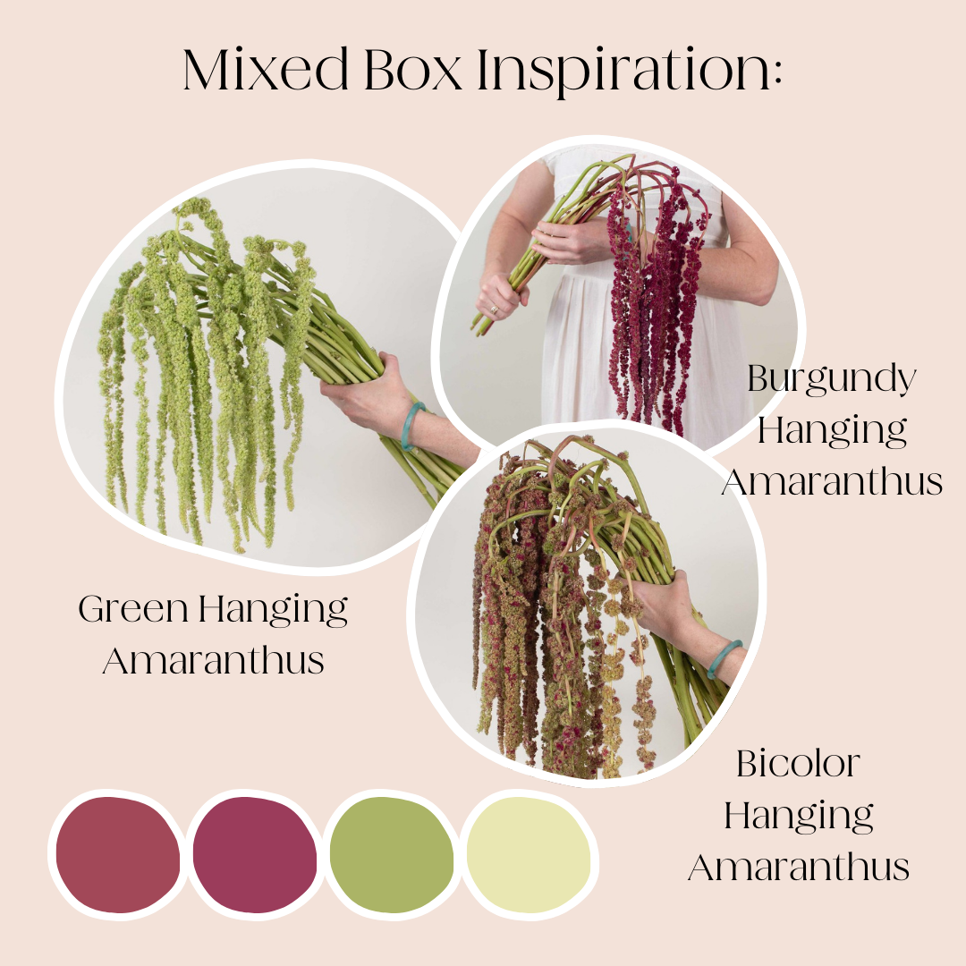 Build Your Own Amaranthus Box