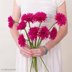 Amazing Deep Pink Mini Gerbera
