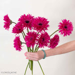 Amazing Deep Pink Mini Gerbera
